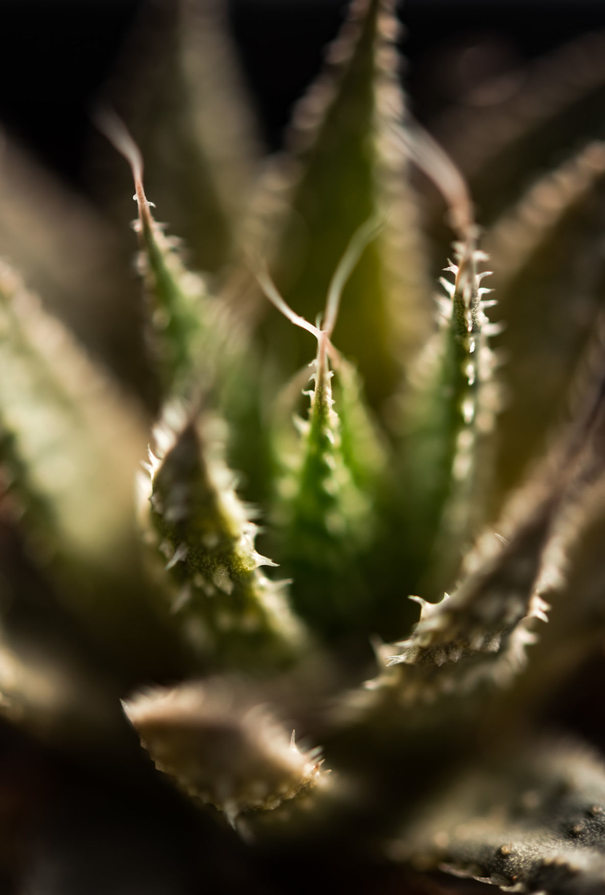 Plant Love